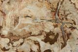 Colorful, Petrified Wood (Araucaria) Slab - Madagascar #247304-1